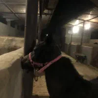 کره نریان عرب