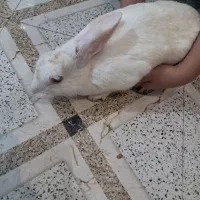 خرگوش