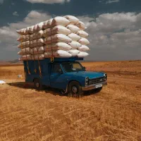 کاه گندم