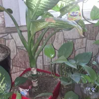 گل و گیاه|گل و گیاه طبیعی|تهران, خاک سفید|دیوار