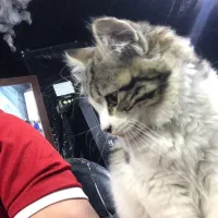 واگذاری رایگان