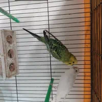 مرغ عشق|پرنده|قائن, |دیوار