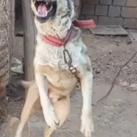 سگ پژدرو سراب قاطی. نگهبانی|سگ|بوکان, |دیوار