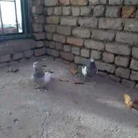 یجفت سینه ای دوعدد نر|پرنده|الیگودرز, |دیوار