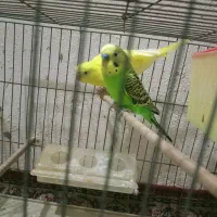 جفت مرغ عشق  همراه قفس زیبا