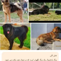 توله سگ|سگ|یاسوج, |دیوار