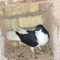 دوعدد کبوتر