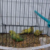 جوجه مرغ عشق