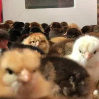 جوجه نژاد دار و محلی|حیوانات مزرعه|تربت جام, جامی|دیوار