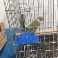 گرینچیک مولد