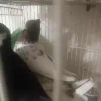 سینه قهوه ای|پرنده|زابل, |دیوار