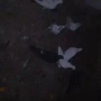 کبوتر پرشی|پرنده|ابریشم, |دیوار