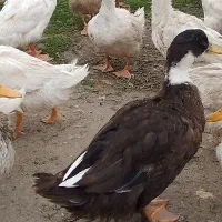 اردک محلی|حیوانات مزرعه|رضوانشهر, |دیوار