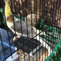 عروس هلندی نر