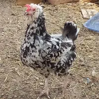 مرغ و خروس گلین اصل