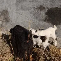 بز دو قلوزا|حیوانات مزرعه|شهرکرد, |دیوار