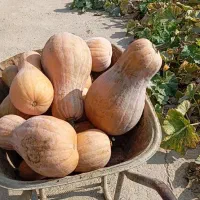 کدو حلوایی خانگی