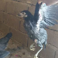 مرغ و خروس هندیجان