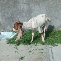 بز افغانی|حیوانات مزرعه|بهبهان, |دیوار