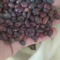 لوبیاقرمزکیلویی180هزارتومان