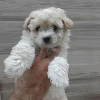 پودل مالتیپو پامر شیتزو مالتیز تریر|سگ|تهران, پاسداران|دیوار
