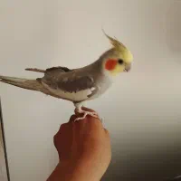 عروس هلندی سخنگو|پرنده|تهران, شهرک طالقانی|دیوار