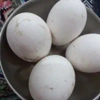 تخم غوغاز
