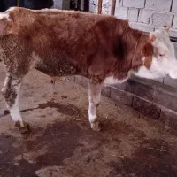 گوساله نر پرواری