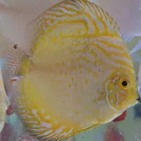 سه عدد دیسکس ساز ۳ و ۳.۵|ماهی|تهران, شیخ هادی|دیوار