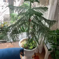 گل آپارتمانی
