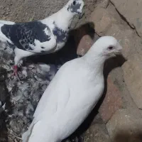 کبوتر کفتر|پرنده|سیب و سوران, |دیوار