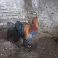 خروس نیمچه برهما پاتریچ بلو