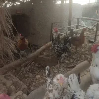 خروس گلین|حیوانات مزرعه|جویم, |دیوار