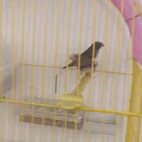 فنچ های خوبه زبرا