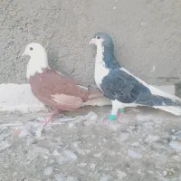 چپ نر فروشی