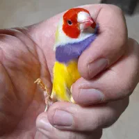 فنچ گلدین