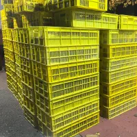 ۴نفرخرماظرفکن و ۴مردبرای جمع آوری خرماباغ نیازاست