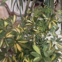 گل شفلرا|گل و گیاه طبیعی|مشهد, امیر|دیوار