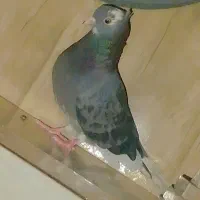 شازده کاشانی پرشی|پرنده|جیرفت, |دیوار