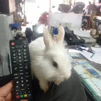 بچه خرگوش نژاد دار