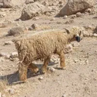 بره قوچی|حیوانات مزرعه|مرودشت, نقش رستم|دیوار