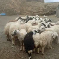 نیازمند یک نفر‌‌‌همکار‌برای‌گوسفند‌چرونی‌‌‌