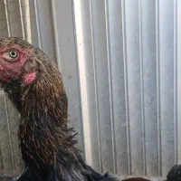 مرغ لاری اصیل