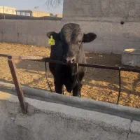 گوساله نرمشکی،جنگه،گاو|حیوانات مزرعه|شیراز, جرسقان|دیوار