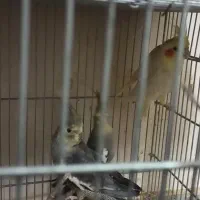 عروس هلندی،کتوله ،کفتر ،مرغ بومی نژاد دار|پرنده|شاهین‌شهر, سعدی جنوبی|دیوار