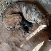 سگ ماده|سگ|مشهد, تبادکان|دیوار