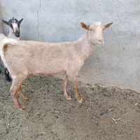 بزسانن وآلپاین|حیوانات مزرعه|آیسک, |دیوار