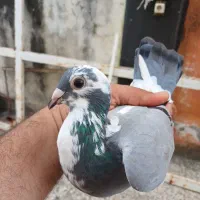 کبوترمسافتی ماده|پرنده|بندر انزلی, نوغان|دیوار