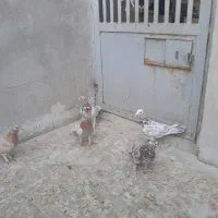 کبوتر|پرنده|قم, دروازه ری|دیوار