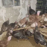 بوقلمون.ماده